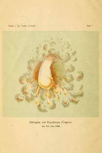 Knyahinya_(Johnstrup_1870)
